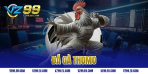 Đá gà thomo