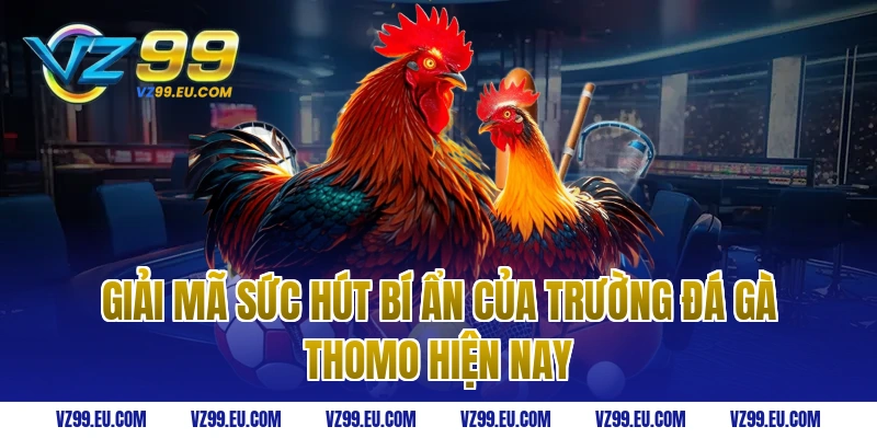Giải mã sức hút bí ẩn của trường Đá gà thomo hiện nay